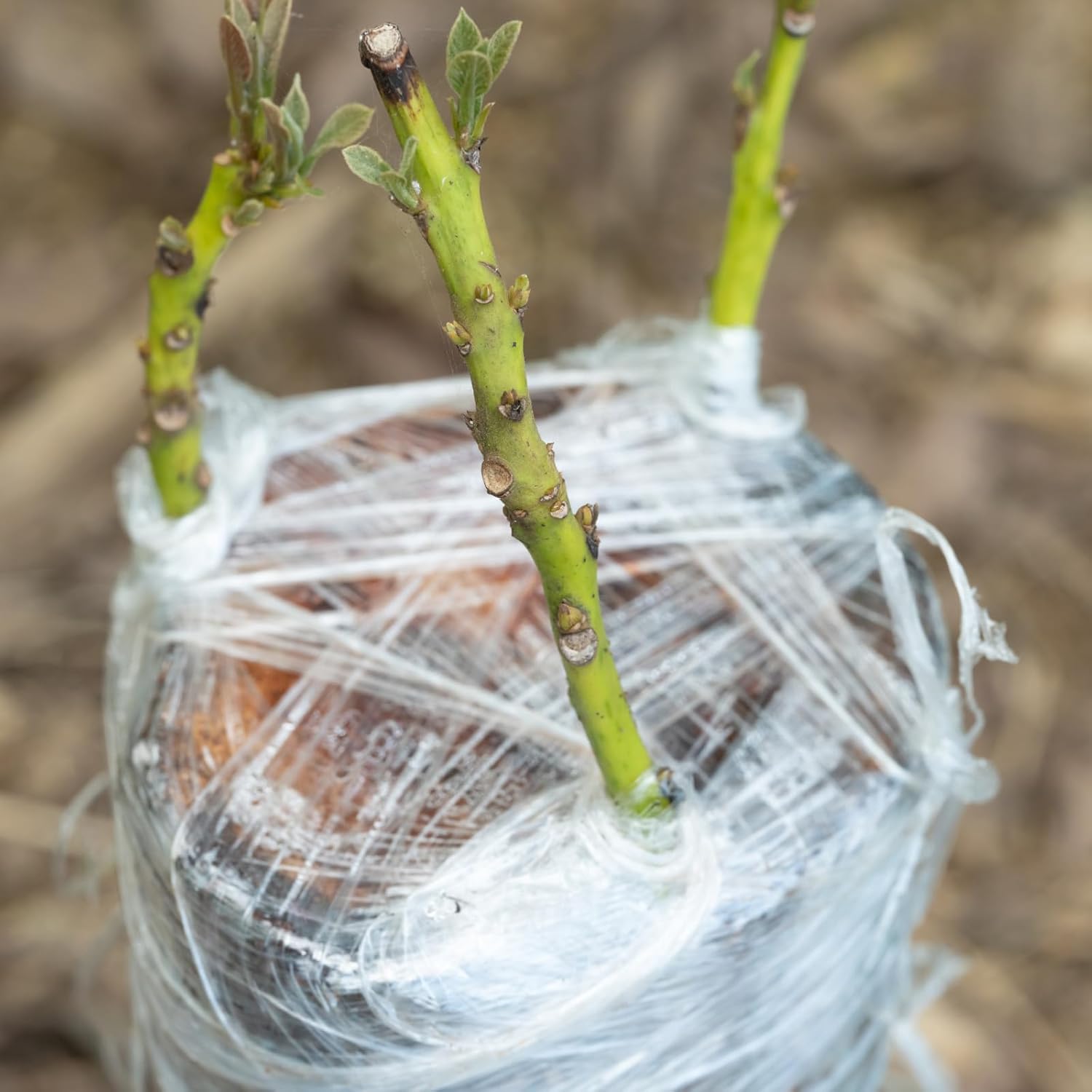 Eco-Friendly Biodegradable Gra - Grafting Tape review and price